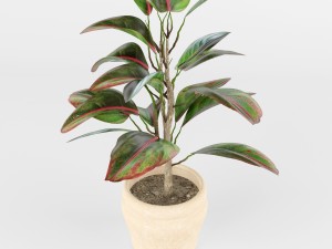 pipal Modello 3D