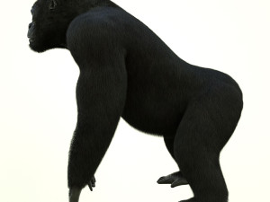gorilla 3D Модель