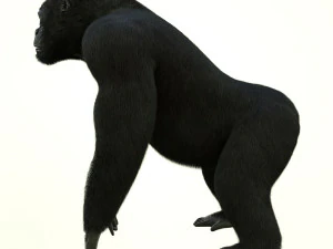 gorilla 3D Model