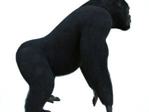 gorilla 3D Model
