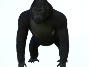 gorilla 3D Модель