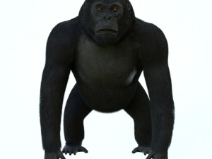 gorilla 3D Модель