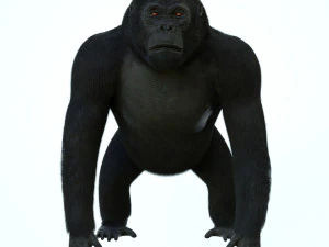 gorilla 3D Model