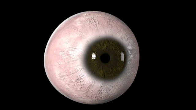 눈알 3D 모델 .c4d .max .obj .3ds .fbx .stl .blend 