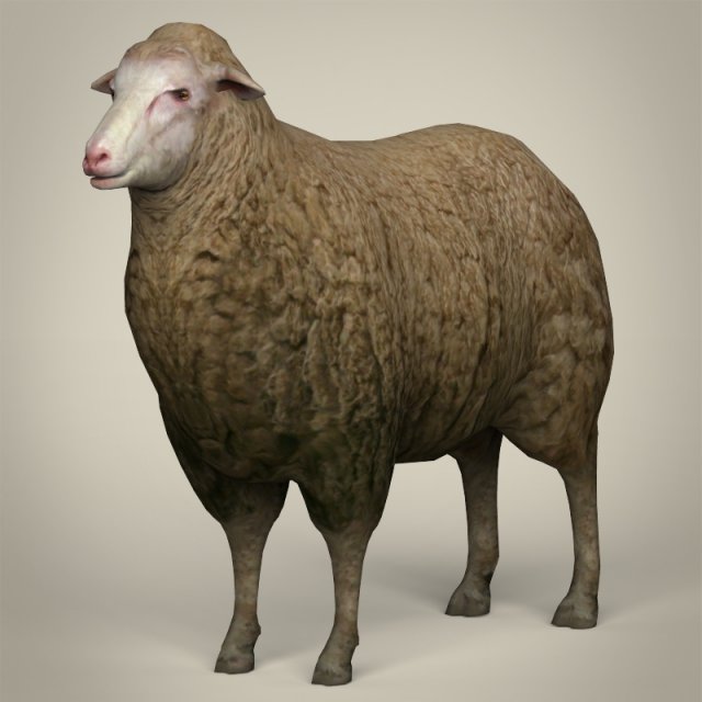 low poly realistic sheep 3D-Modell .c4d .max .obj .3ds .fbx .stl .blend 