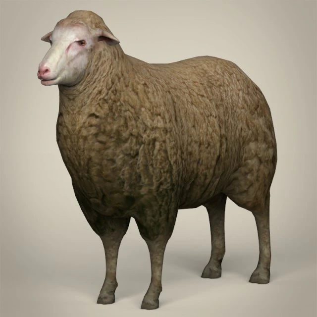 low poly realistic sheep 3D Model .c4d .max .obj .3ds .fbx .stl .blend