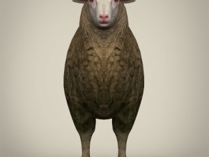 low poly realistic sheep 3D-Modell