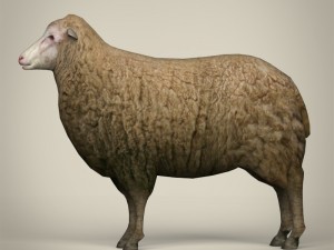 low poly realistic sheep 3D-Modell