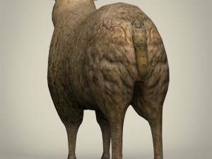low poly realistic sheep 3D-Modell