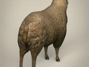 low poly realistic sheep 3D Model
