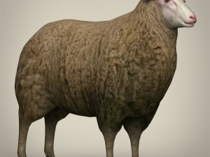 low poly realistic sheep 3D-Modell