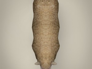 low poly realistic sheep 3D-Modell