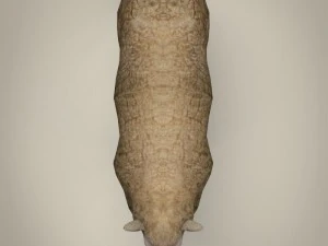 low poly realistic sheep 3D Model