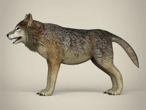 Низкополигональный реалистичный волк 3D Модель