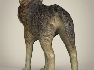 Низкополигональный реалистичный волк 3D Модель