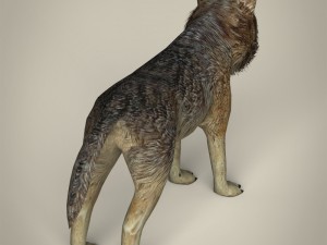 low poly realistic wolf 3D Model