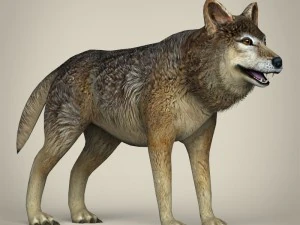 Низкополигональный реалистичный волк 3D Модель