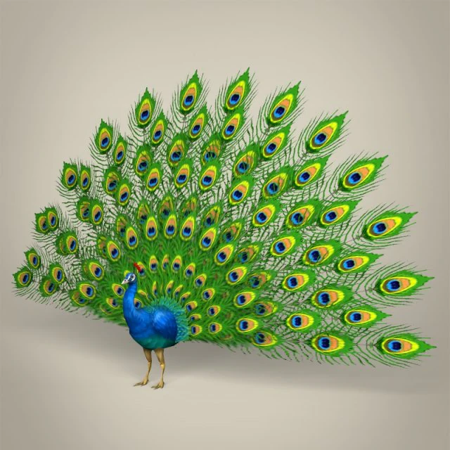 low poly realistic peacock 3D Model .c4d .max .obj .3ds .fbx .stl .blend 