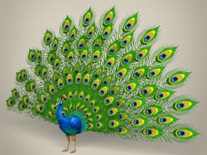 low poly realistic peacock 3D Model
