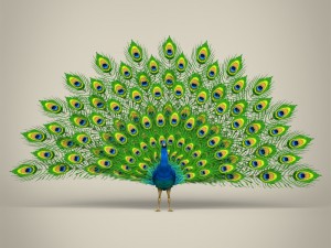 low poly realistic peacock Modello 3D