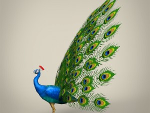 low poly realistic peacock Modello 3D