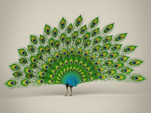 low poly realistic peacock Modello 3D