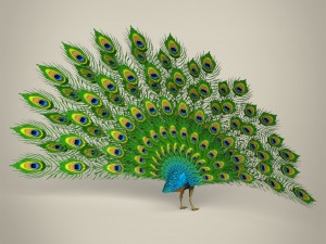 low poly realistic peacock Modello 3D