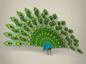 low poly realistic peacock 3D Model