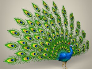 low poly realistic peacock Modello 3D