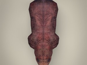 game ready realistic bear Model 3D