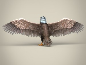 low poly realistic eagle Model 3D