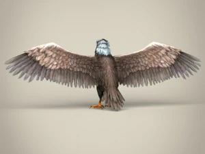low poly realistic eagle 3D Model
