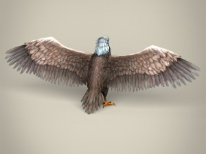 low poly realistic eagle Model 3D