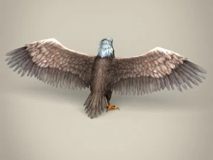 low poly realistic eagle 3D Model