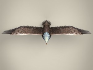 low poly realistic eagle Model 3D