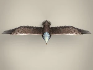 low poly realistic eagle 3D Model