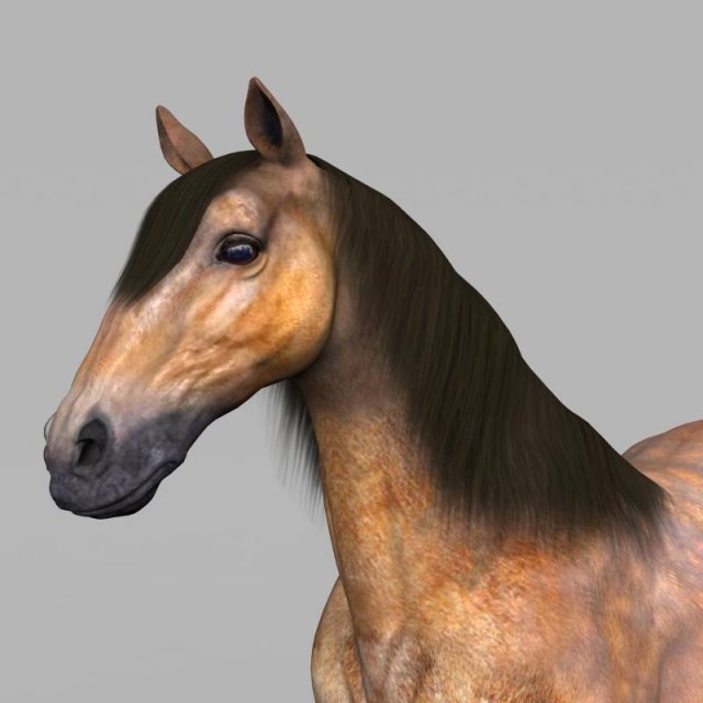 realistic muscular horse 3D Model .c4d .max .obj .3ds .fbx .stl .blend 