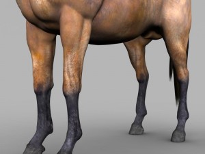 realistic muscular horse 3D Model
