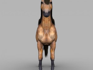 realistic muscular horse 3D Model