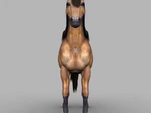 realistic muscular horse 3D Model