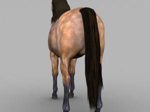realistic muscular horse 3D Model