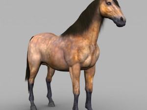 realistic muscular horse 3D Model