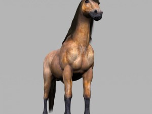 realistic muscular horse 3D Model