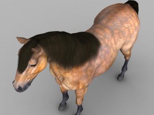realistic muscular horse 3D Model