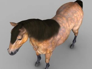 realistic muscular horse 3D Model