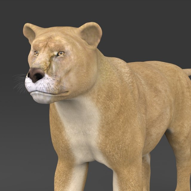 realistic lioness 3D 모델 .c4d .max .obj .3ds .fbx .stl .blend 
