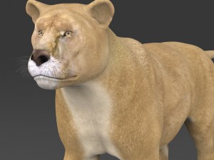 realistic lioness 3D Model