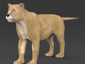 realistic lioness 3D 모델