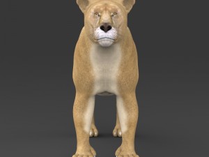 realistic lioness 3D 모델