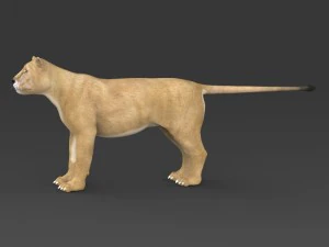 realistische L&ouml;win 3D Modell